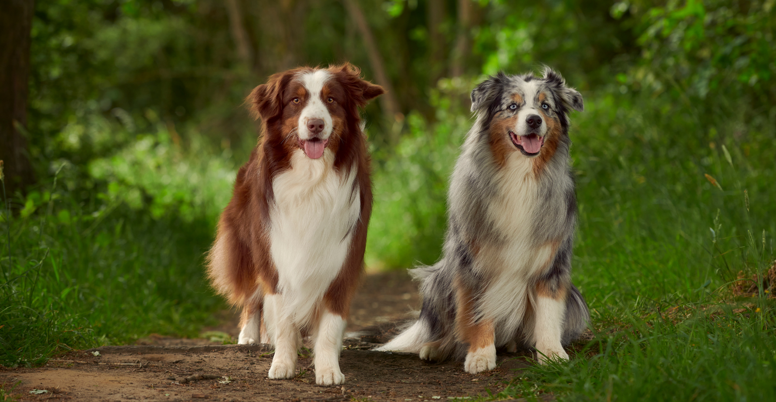 Do australian shepherds get along hot sale with cats